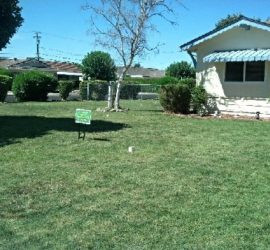 Picture of lawn after Lawn Painting. Vacaville, CA